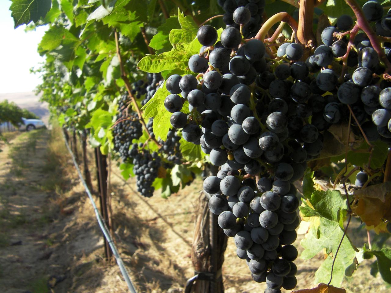 Getting to Know More about the Syrah Grape